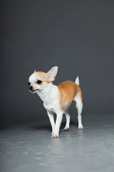 Very small cute chihuahua dog. — Stock Photo, Image