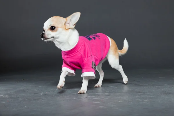 Mycket små söta chihuahua hunden. — Stockfoto