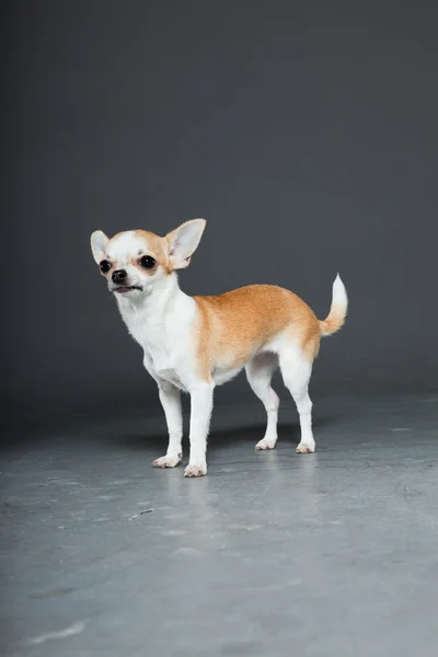 Very small cute chihuahua dog. — Stock Photo, Image