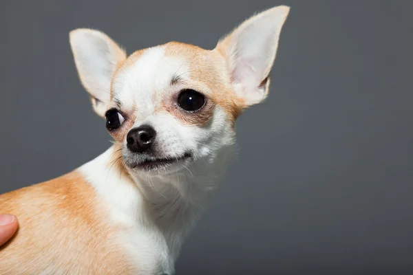 Very small cute chihuahua dog. — Stockfoto