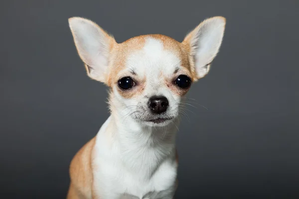 Sehr kleiner süßer Chihuahua-Hund. — Stockfoto