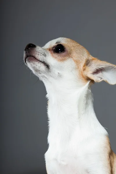 Muy pequeño lindo perro chihuahua . —  Fotos de Stock