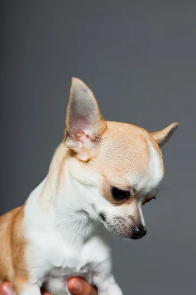 Very small cute chihuahua dog. — Stock Photo, Image