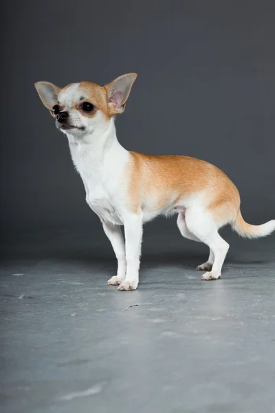 Sehr kleiner süßer Chihuahua-Hund. — Stockfoto