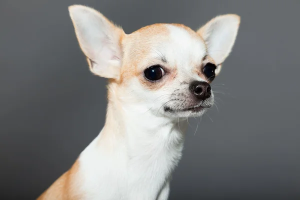 Very small cute chihuahua dog. — Stock Photo, Image