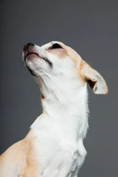 Mycket små söta chihuahua hunden. — Stockfoto