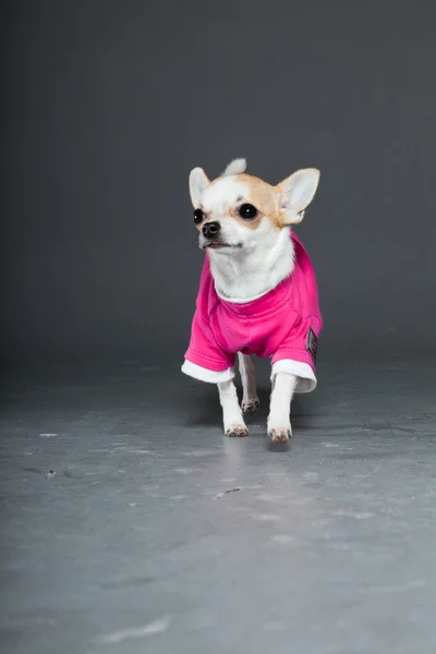 Mycket små söta chihuahua hunden. — Stockfoto