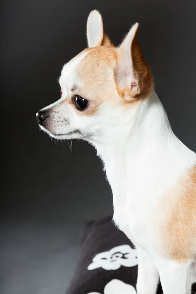 Küçük şirin chihuahua köpek. — Stok fotoğraf