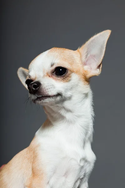 Very small cute chihuahua dog. — Stock Photo, Image