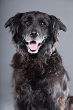 eski flatcoated retriever köpek.