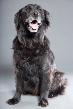 eski flatcoated retriever köpek.