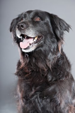 eski flatcoated retriever köpek.