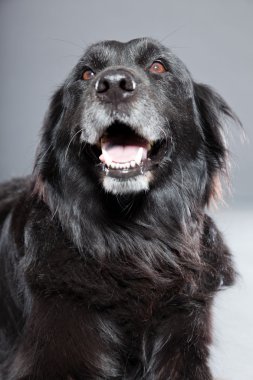 eski flatcoated retriever köpek.