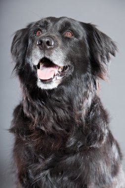 eski flatcoated retriever köpek.