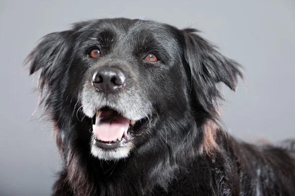 Viejo perro recuperador flatcoated . — Foto de Stock