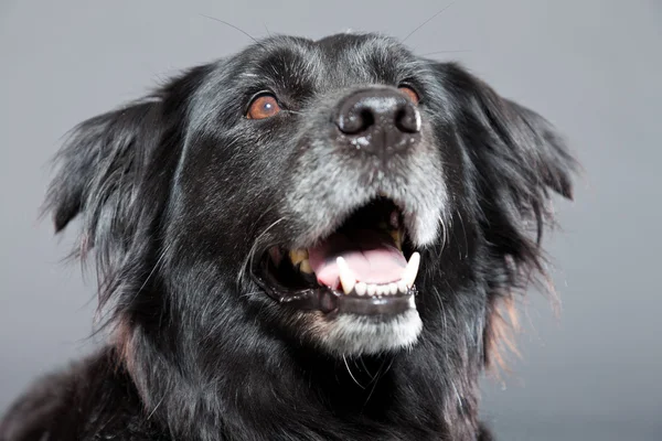 Παλιά flatcoated retriever σκύλου. — Φωτογραφία Αρχείου