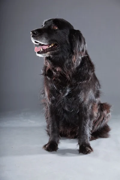 Παλιά flatcoated retriever σκύλου. — Φωτογραφία Αρχείου