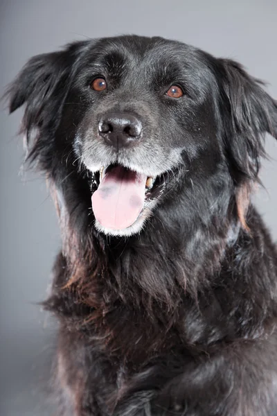 Old flatcoated retriever dog. — Stock Photo, Image