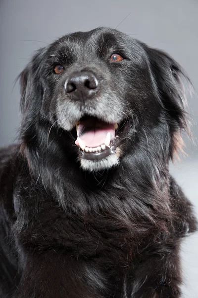 Old flatcoated retriever dog. — Stock Photo, Image