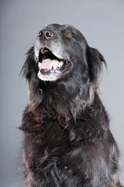 Old flatcoated retriever dog. — Stock Photo, Image