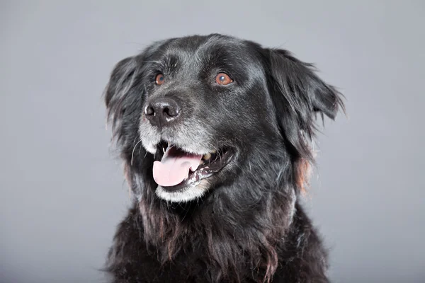 Viejo perro recuperador flatcoated . — Foto de Stock