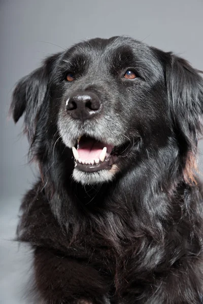 Old flatcoated retriever dog. — Stock Photo, Image