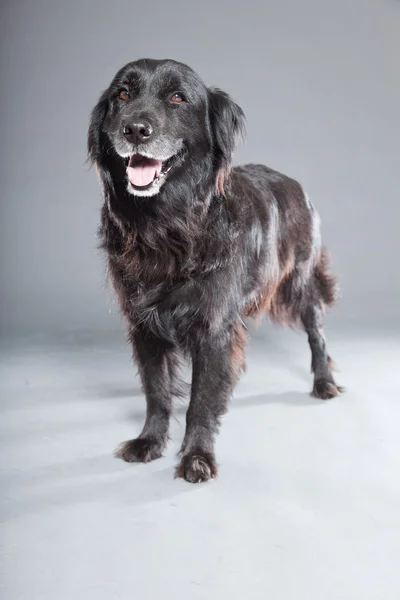 Old flatcoated retriever dog. — Stock Photo, Image