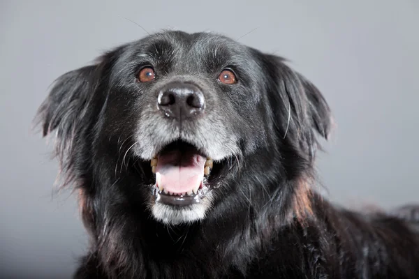 Old flatcoated retriever dog. — Stock Photo, Image