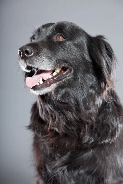 Vieux chien récupérateur à revêtement plat . — Photo