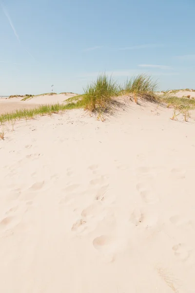 Paysage des dunes côtières . — Photo