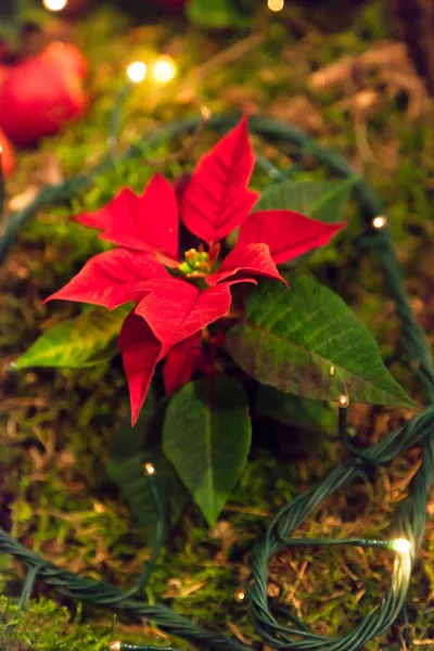 Weihnachtsdekoration. — Stockfoto