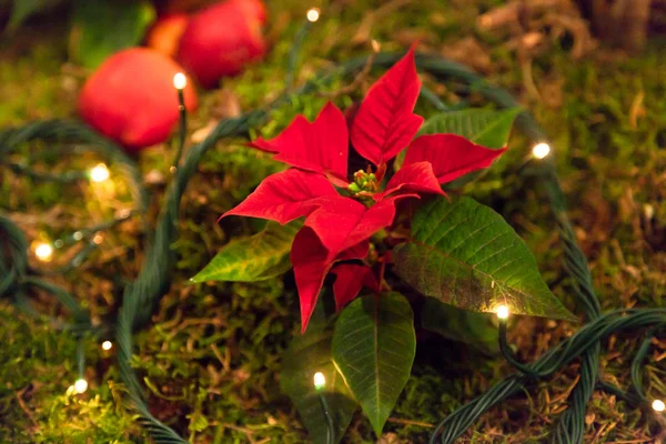 Decoración de Navidad . — Foto de Stock