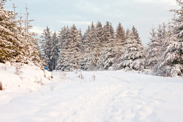 Hermoso paisaje de invierno nieve . —  Fotos de Stock