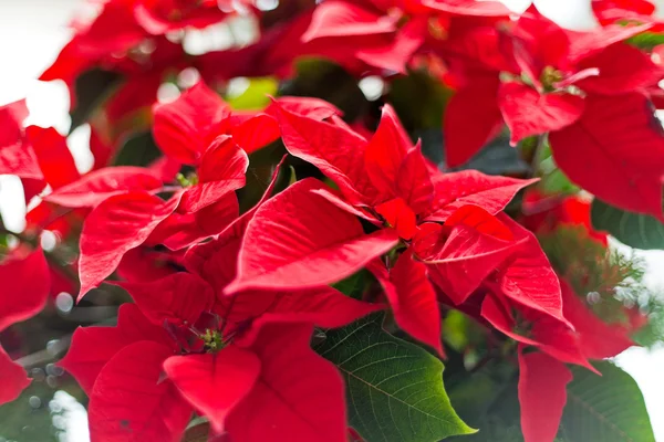 Red christmas star flowers. — Stock Photo, Image
