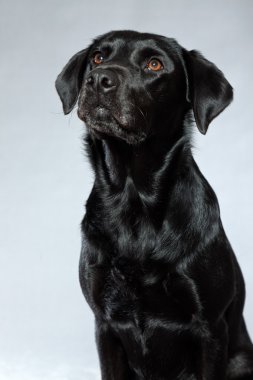 Genç Siyah labrador retriever köpek. Stüdyo vurdu.