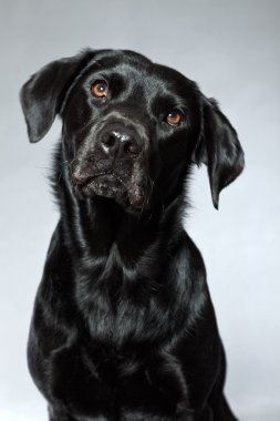 Genç Siyah labrador retriever köpek. Stüdyo vurdu.