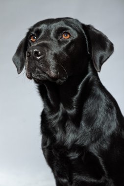 Genç Siyah labrador retriever köpek. Stüdyo vurdu.