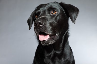 Genç Siyah labrador retriever köpek. Stüdyo vurdu.