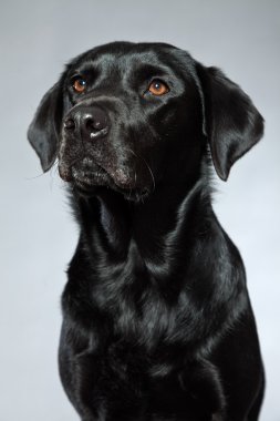 Genç Siyah labrador retriever köpek. Stüdyo vurdu.