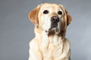 Sarı labrador retriever köpek. Stüdyo vurdu.
