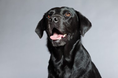 Genç Siyah labrador retriever köpek. Stüdyo vurdu.
