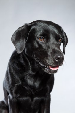 Genç Siyah labrador retriever köpek. Stüdyo vurdu.