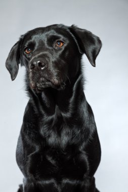 Genç Siyah labrador retriever köpek. Stüdyo vurdu.