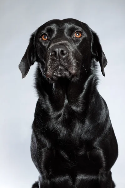 Молодая чёрная собака-лабрадор. Снимок студии . — стоковое фото