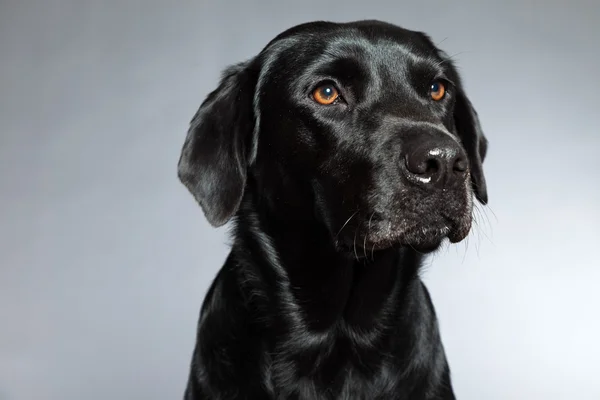 Genç Siyah labrador retriever köpek. Stüdyo vurdu. — Stok fotoğraf