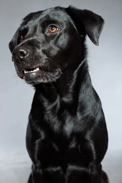 Young black labrador retriever dog. Studio shot. — Stock Photo, Image