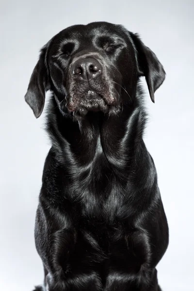 Jeune chien labrador noir. Plan studio . — Photo