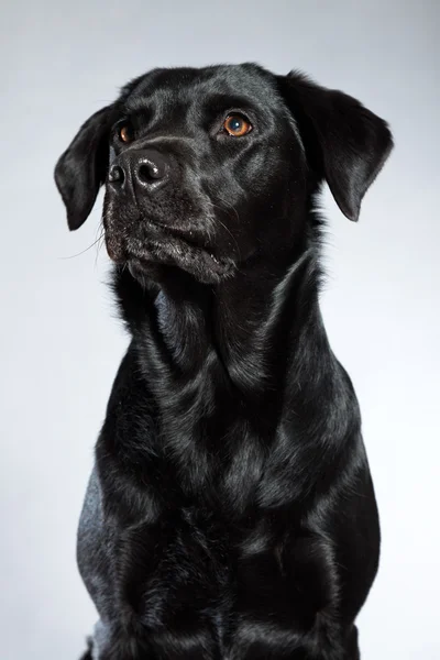 Jeune chien labrador noir. Plan studio . — Photo