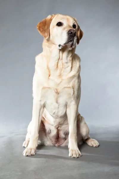 금발 래브라도 리트리버 강아지입니다. 스튜디오 촬영. — 스톡 사진