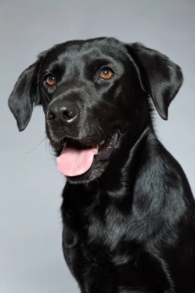 Junger schwarzer Labrador Retriever Hund. Studioaufnahme. — Stockfoto